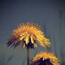 ..dandelion..