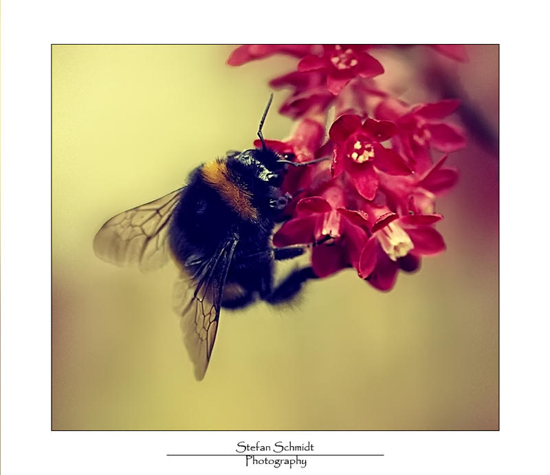 .Bumble Bee.