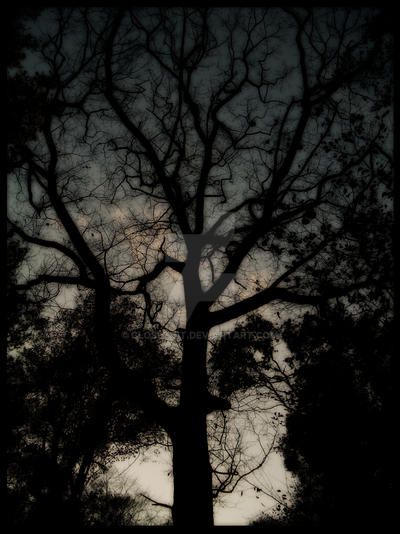 Empty Me Tree The Empty Tree 2 by CloseToIt on DeviantArt