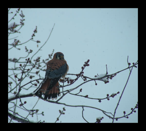 American Kestrel