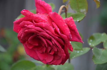 rainy rose