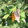Butterfly :3