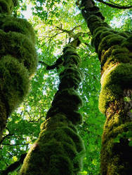 Moss Covered Trees