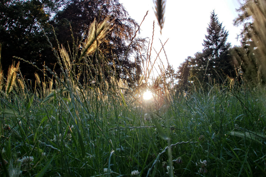 Just lie in the grass