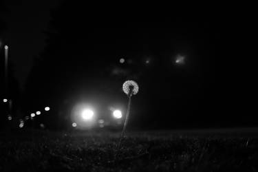 Headlights and Dandelion