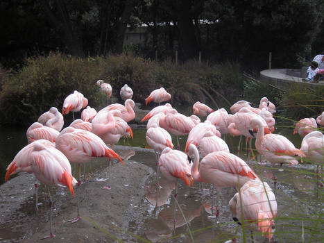 Flamingos