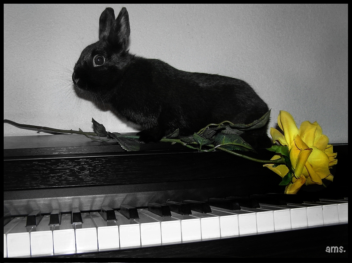 Rose.Bunny.Piano