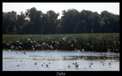 Le Delta du Danube