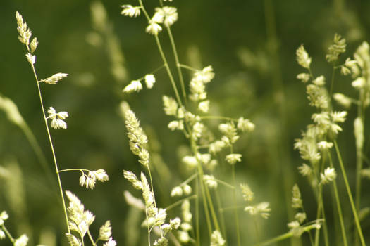 blowing in the wind