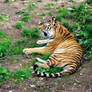 -Siberian tiger-