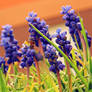 -Armenian grape hyacinth-