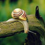 Curious snail