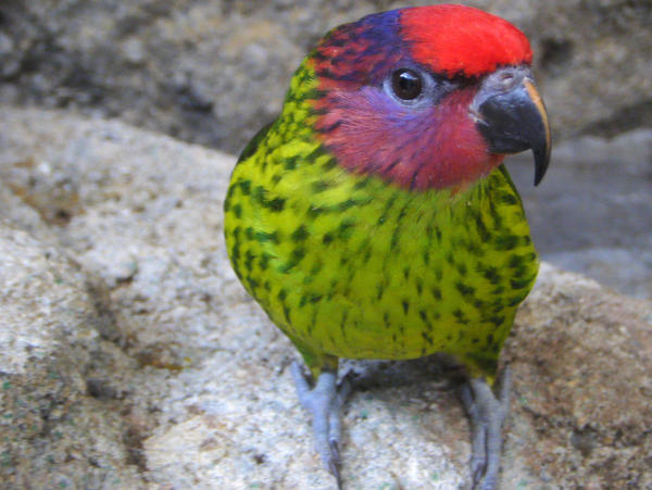 Goldie's Lori 2 by HisNameIsMyNM2 on DeviantArt