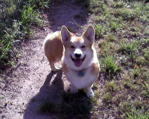 Happy Corgi