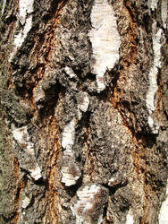 Birch Bark