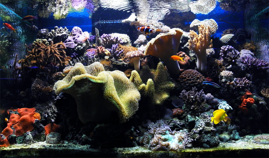 The Reef Update