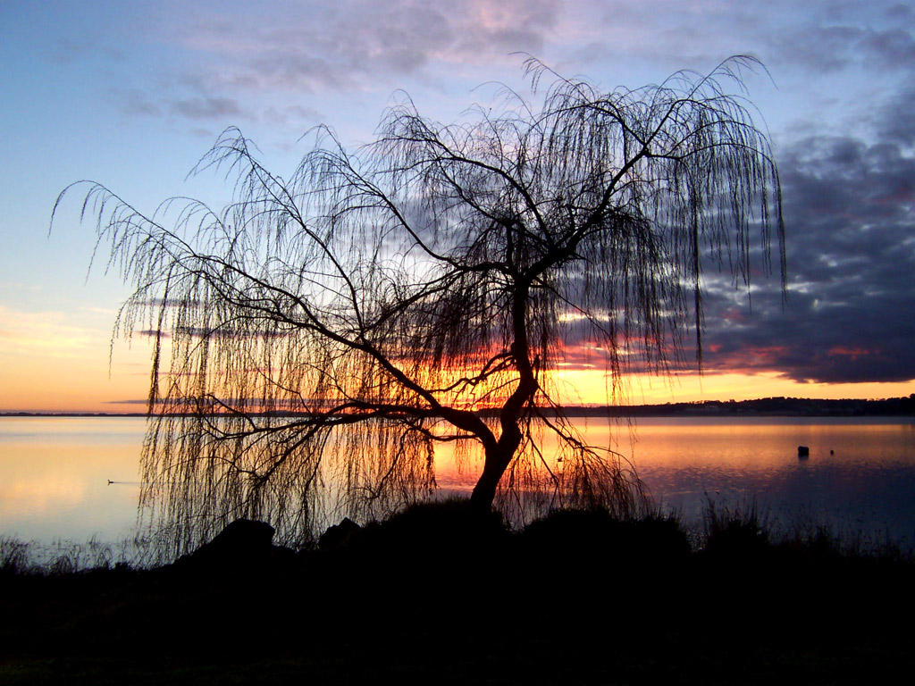 Lonesome willow