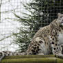 snow leopard 3