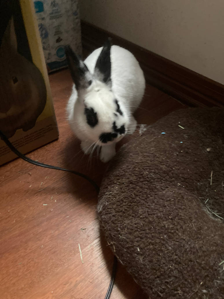 My pet rabbit by Char4925 on DeviantArt