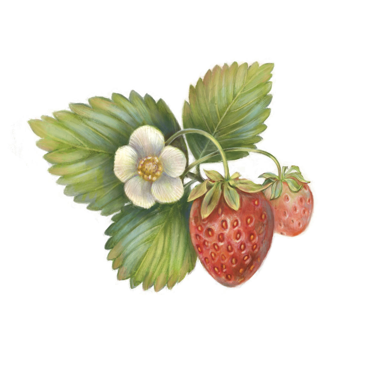 Strawberry Illustration