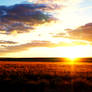 Sunset over the fields