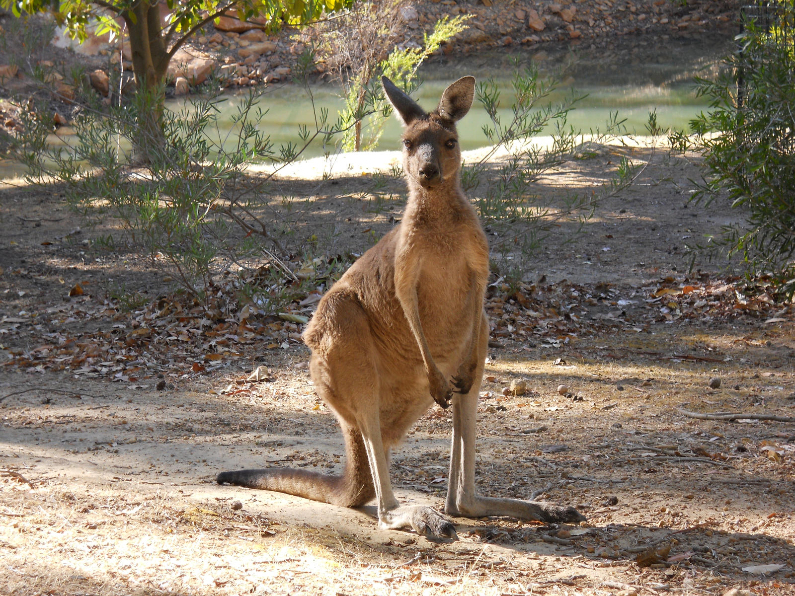 Kangaroo