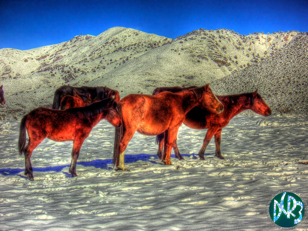 wild horses one hdr