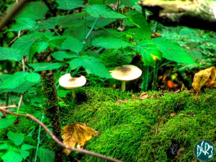 forest park mushrooms three