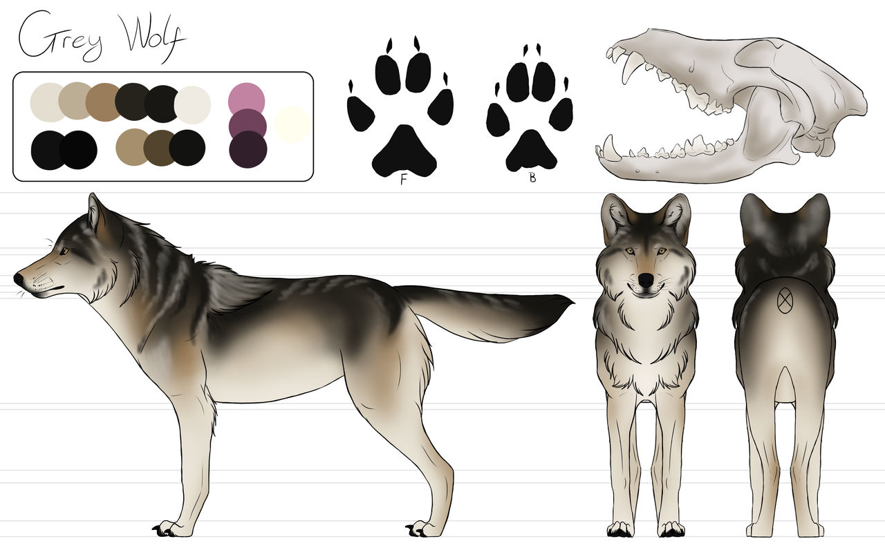 Model Sheet Grey Wolf by Srinyx on DeviantArt