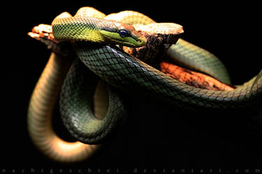 Snake.