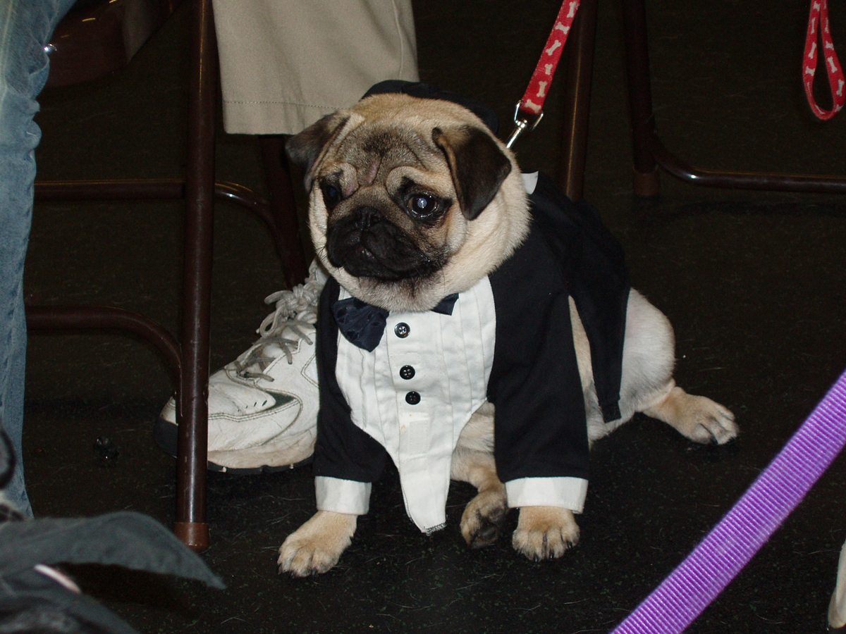 Pug in Black