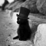 Hatter cat 