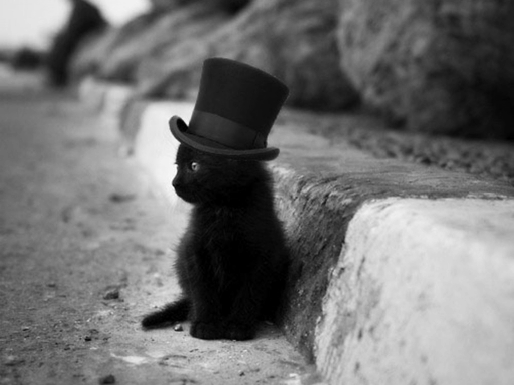 Hatter cat 