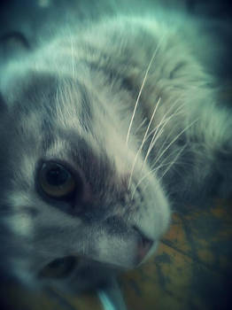 My cat give me pose