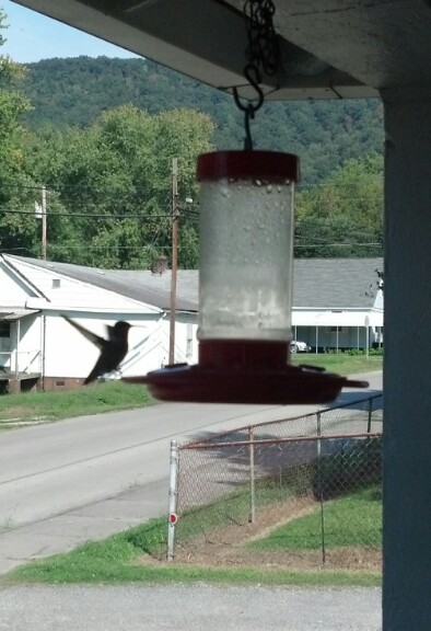 Hummingbird about to feed