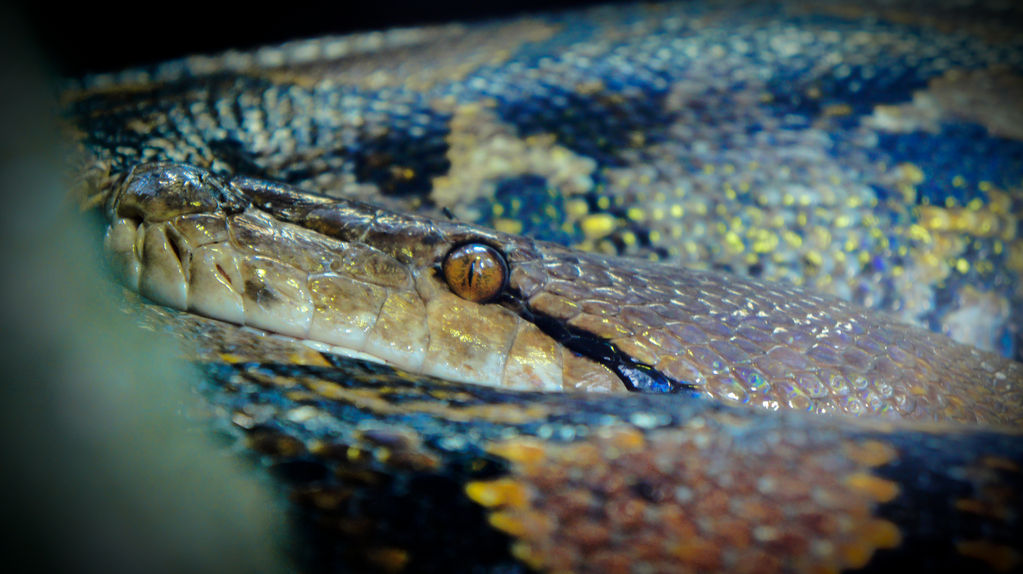 Chester Zoo Reticulated Python Enclosure Reticulated python Chester zoo. by SpookyYuki on DeviantArt