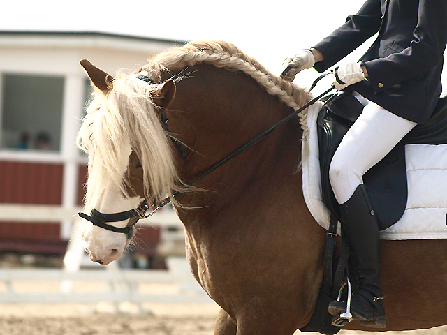 Dressage, stallion 2