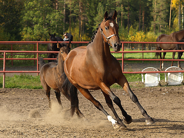 Trakehner mare and foal