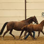 Oldenburg mare and foal