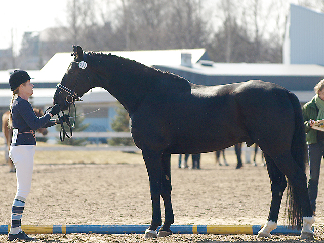 Oldenburg gelding