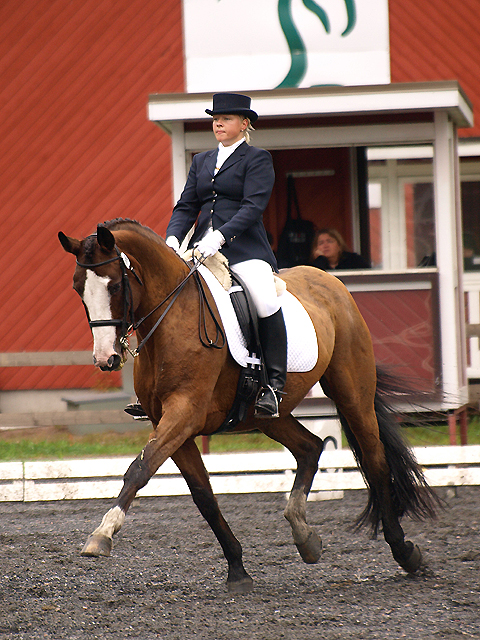 Warmblood dressage