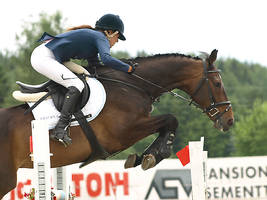 Warmblood showjumping 2