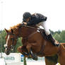 Warmblood showjumping 3