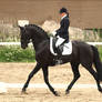 Oldenburg stallion