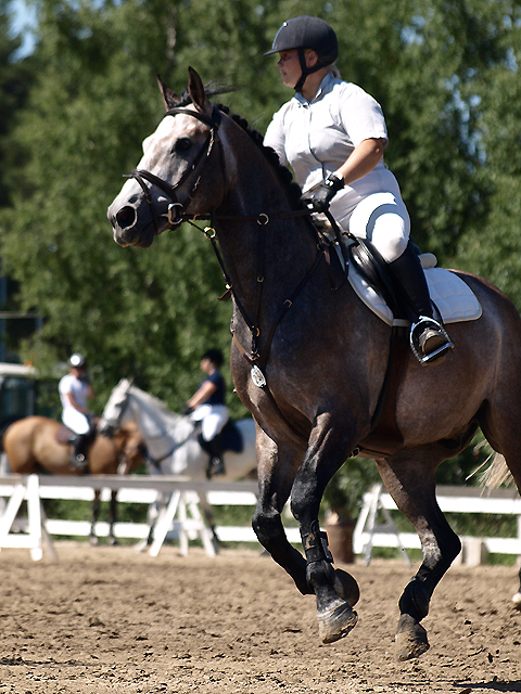 Warmblood showjumping 6