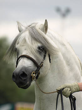 Welsh mountain stallion