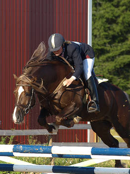 Welsh cob stallion