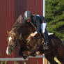 Welsh cob stallion