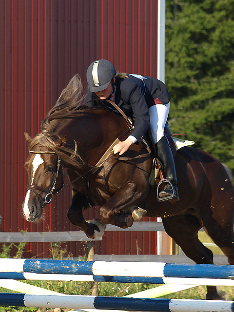 Welsh cob stallion