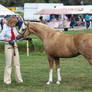 Welsh pony mare